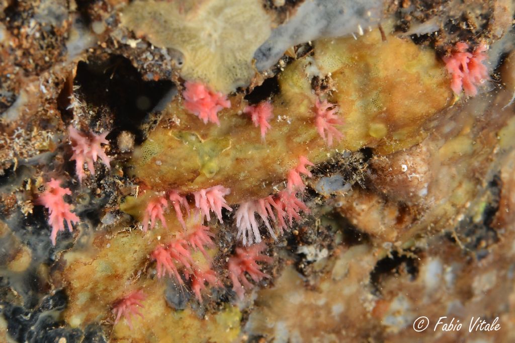 Bryozoa id.